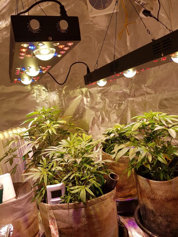 Dimmable-PFEILER LED wachsen helles 300W/Gartenarbeittimmer System CREE CXB 3590COB
