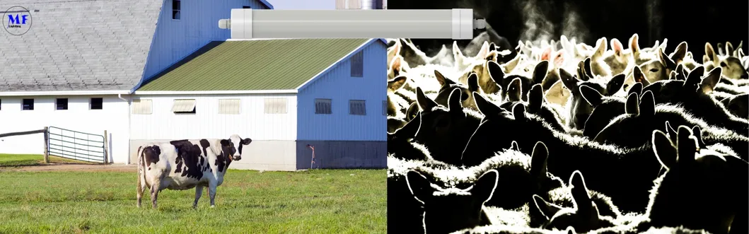 LED Tri-Proof Light Anti-Ammonia White Color Ik10 IP69K 0~10V Dim CCT Power Adjustable 170lm/W 1.6m for Diary Cow Sheep Farmyard Livestock 4