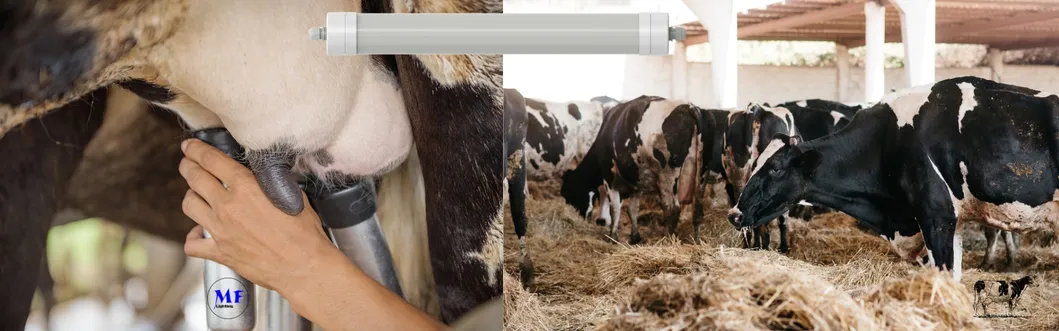 LED Tri-Proof Light Anti-Ammonia White Color Ik10 IP69K 0~10V Dim CCT Power Adjustable 170lm/W 1.6m for Diary Cow Sheep Farmyard Livestock 5