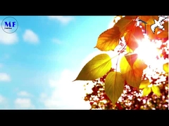 Pigeon 1 Sonnenstraßenbeleuchtung