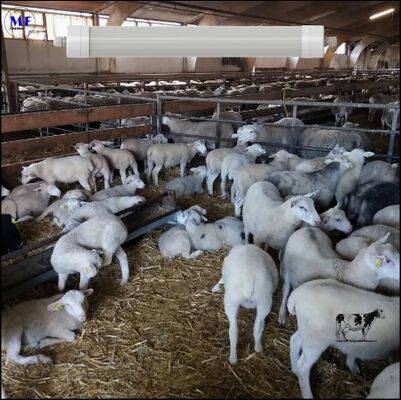 LED Tri-Proof Light Anti-Ammonia White Color Ik10 IP69K 0~10V Dim CCT Power Adjustable 170lm/W 1.6m for Diary Cow Sheep Farmyard Livestock