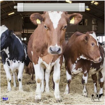 LED-Drei-Proof-Licht Anti-Ammoniak Weißfarbe Ik10 IP69K 0~10V Dim CCT Leistung einstellbar 170lm/W 1,6m für Diary Kuh Schafe Bauernhof Vieh